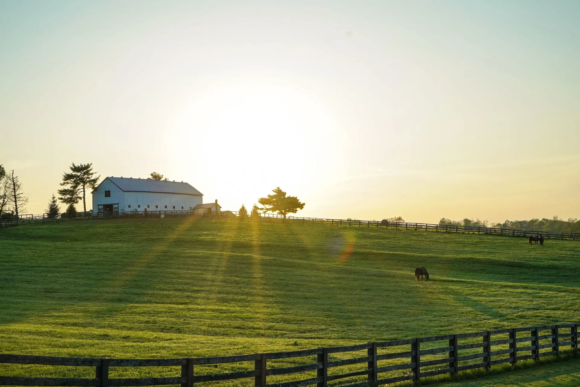 Equestrian photography of a horse farm at sunrise with a white barn and grazing horses near Ocala FL