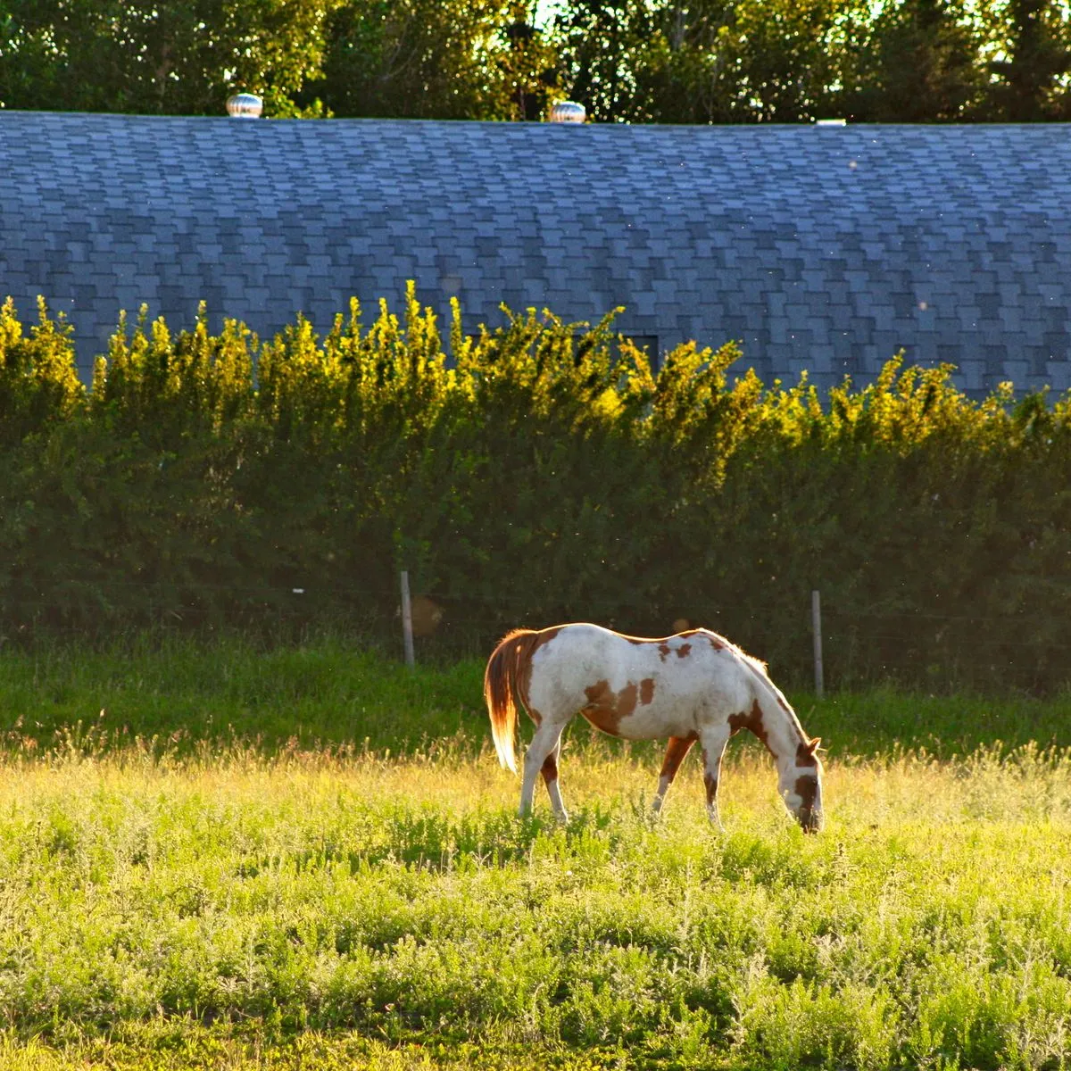 Equestrian property photography of a horse farm with white fencing and green pasture in Ocala FL