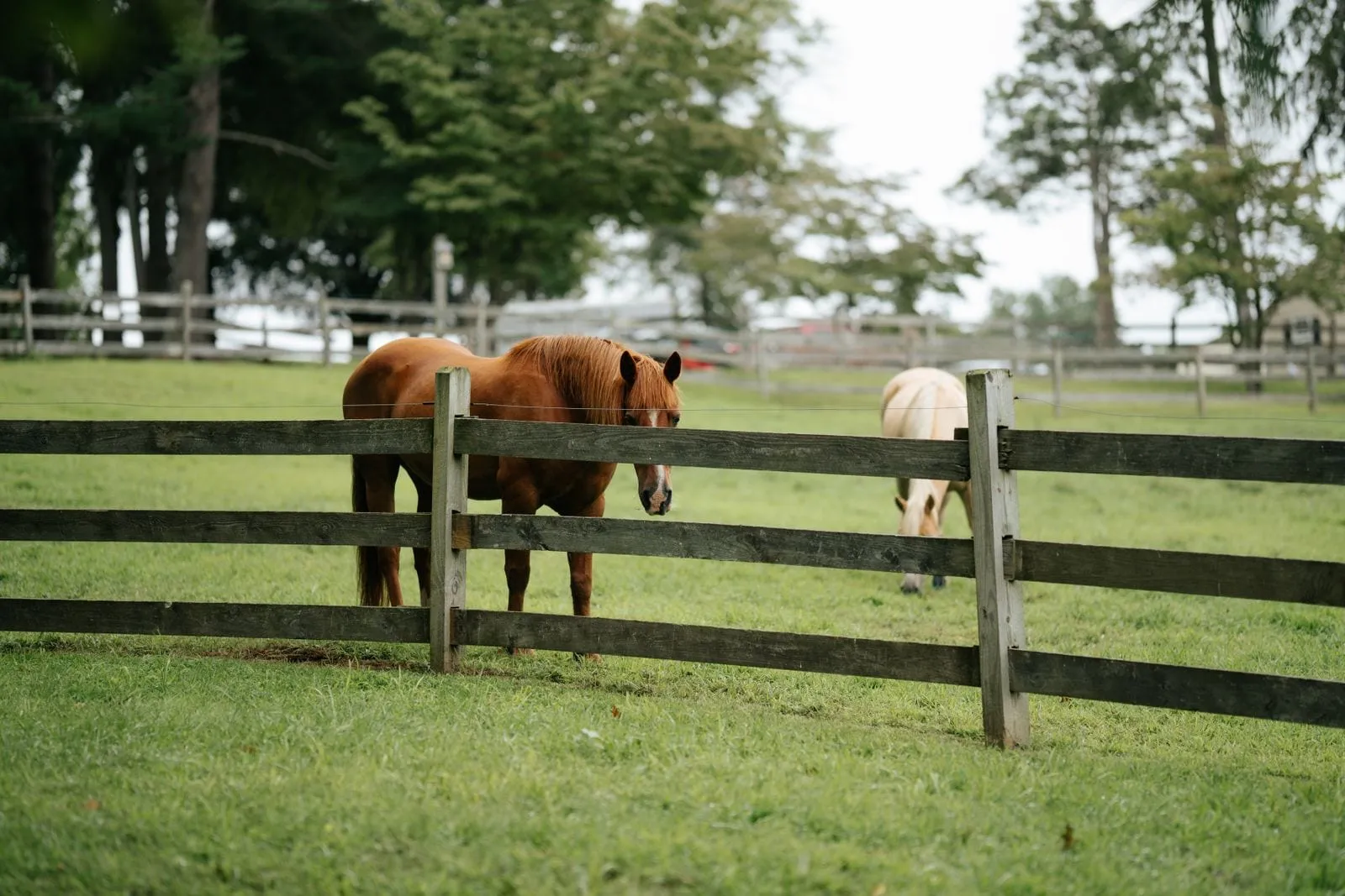 Two horses in a green pasture behind a wooden fence