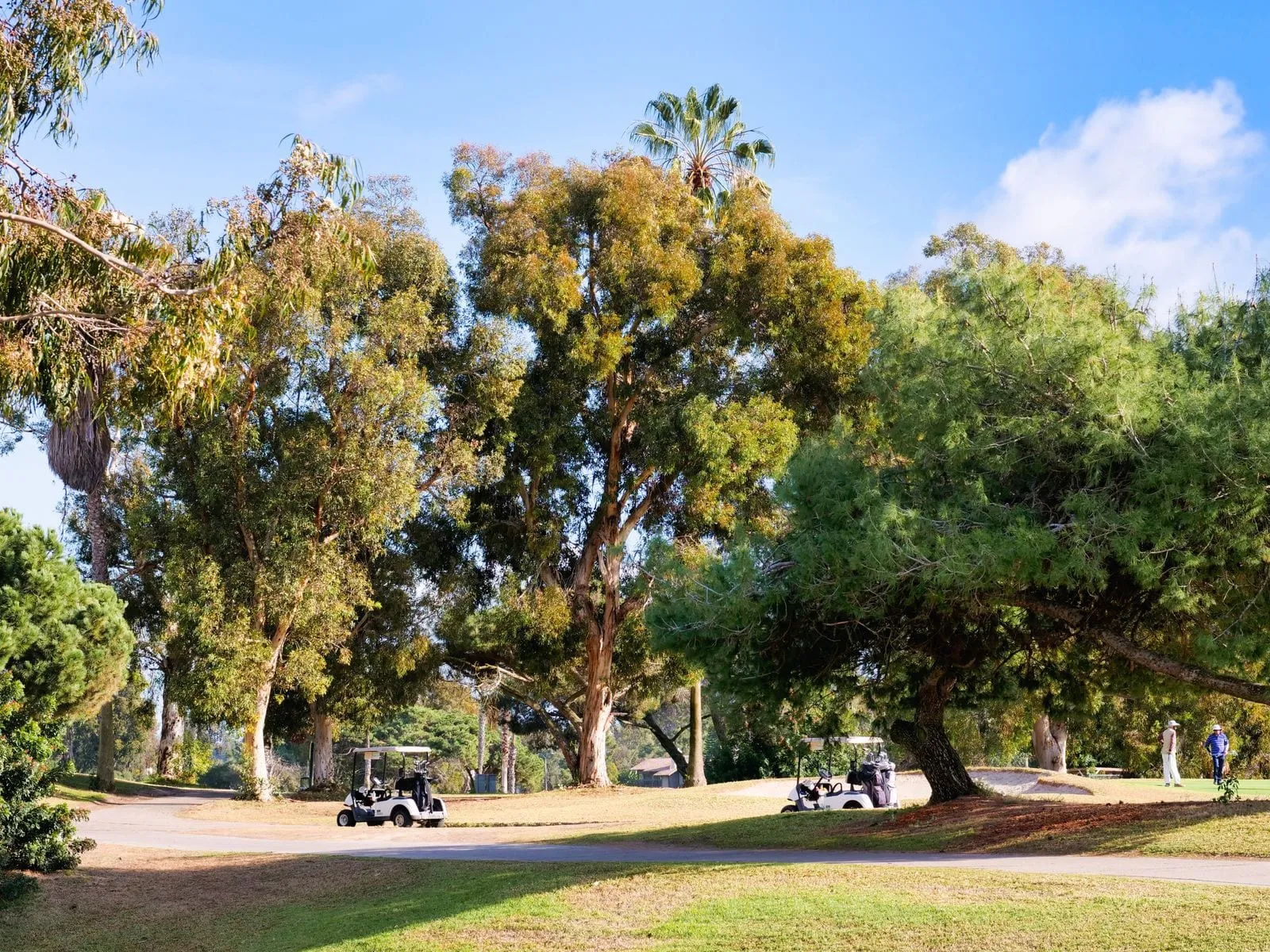 Golf carts parked beside a sunny Florida course