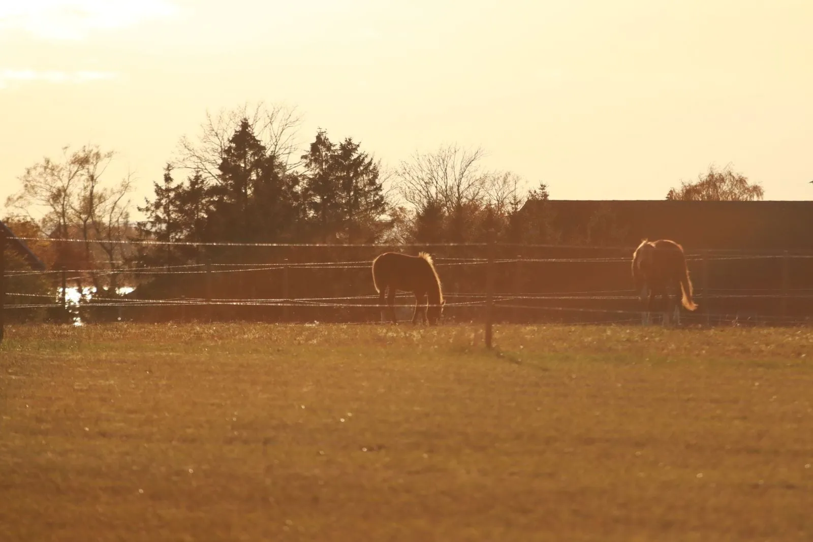 Horse farm photography of horses grazing in a fenced paddock at sunset near Ocala FL